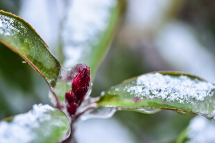 雪覆红蕾