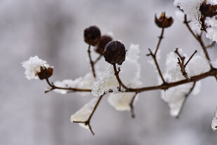 雪覆枝头
