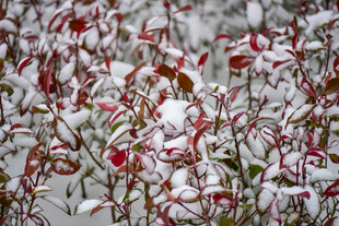 雪中绽放的红叶