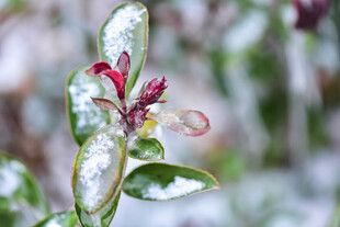 雪覆花枝显清丽