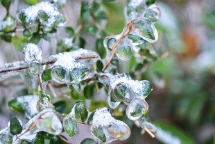 覆雪枝叶的清新景致