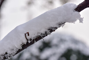 枝头覆雪的冬日景象