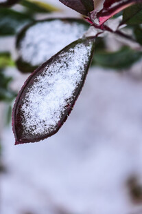 雪覆红叶
