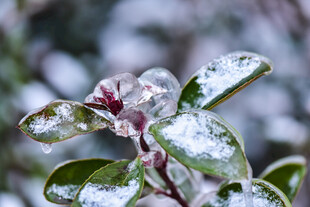 雪覆绿叶间的清新景致