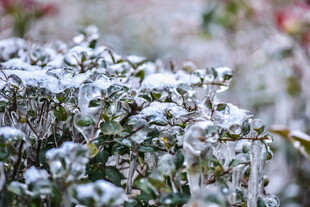 雪覆绿植显清新之美