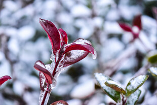 雪覆红叶