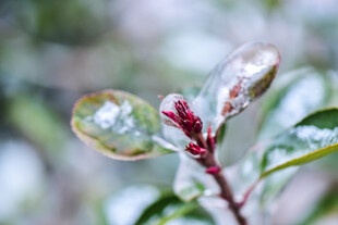 雪覆嫩叶显生机