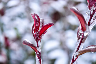 雪覆红枝