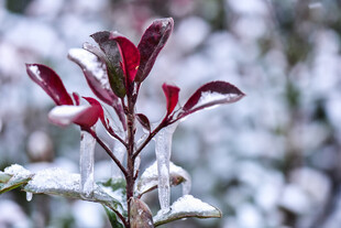 雪中红叶绿植的独特景致