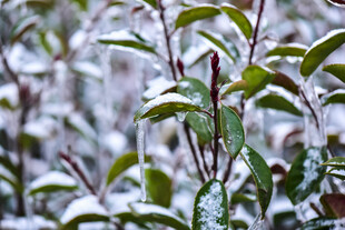 雪覆绿叶的清新景象