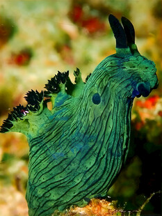 米勒多角海蛞蝓