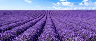 紫色薰衣草田的浪漫景致