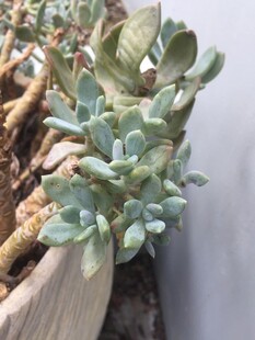 多肉植物特写