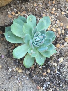 单株翠绿多肉植物
