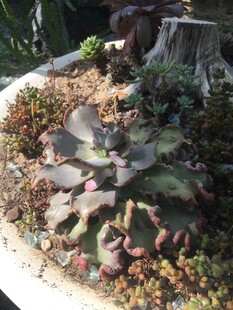 多肉植物盆栽景观