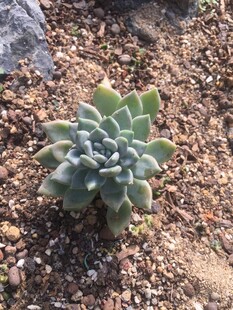 多肉植物