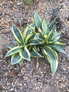 金边龙舌兰植物