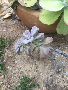 小巧多肉植物生机盎然