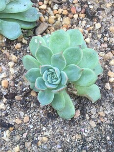 多肉植物