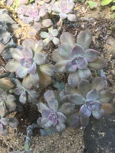 多肉植物群生美丽景象