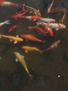 池塘中游动的多彩锦鲤