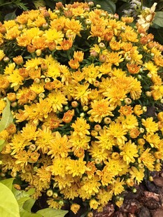 金黄菊花绽放