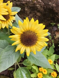 绽放的向日葵与周边小花