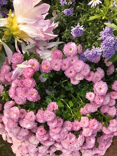 缤纷多彩花卉组合