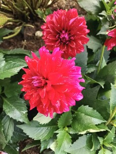 艳丽大丽花绽放绿叶间