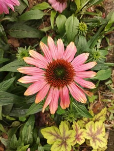 娇艳粉色松果菊绽放