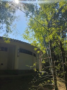 阳光照耀下的林间小屋