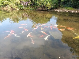 池塘中游动的多彩锦鲤