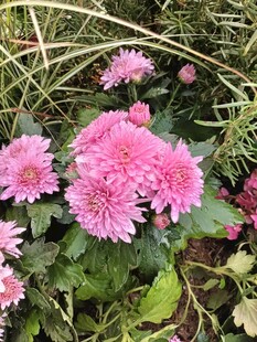 娇艳粉色菊花绽放