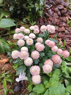 粉色球状花