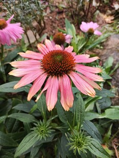 美丽紫锥菊绽放
