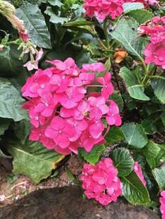 娇艳粉色绣球花绽放