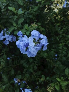 蓝绣球花绽放于绿叶间
