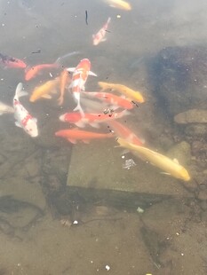 池塘中游动的多彩锦鲤