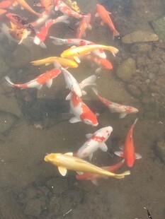 池塘中游动的多彩锦鲤
