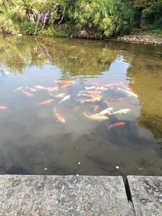 池塘中游动的多彩锦鲤