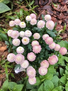 粉色球状花卉绽放
