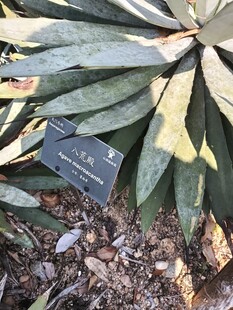 带标牌的绿植叶片