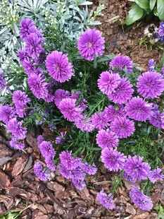 紫色菊花绽放于花园中