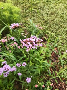 紫色小花绽放于绿草间