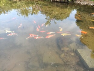 池塘中游动的多彩锦鲤