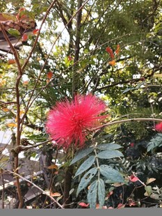 艳丽朱缨花