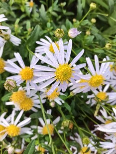 清新小白菊绽放