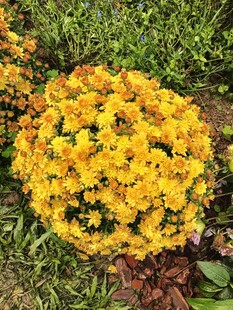 球状黄菊花绽放于草丛