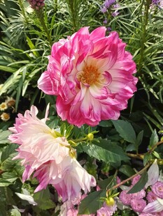 娇艳双色月季花绽放