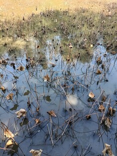 秋日残荷池塘景象
